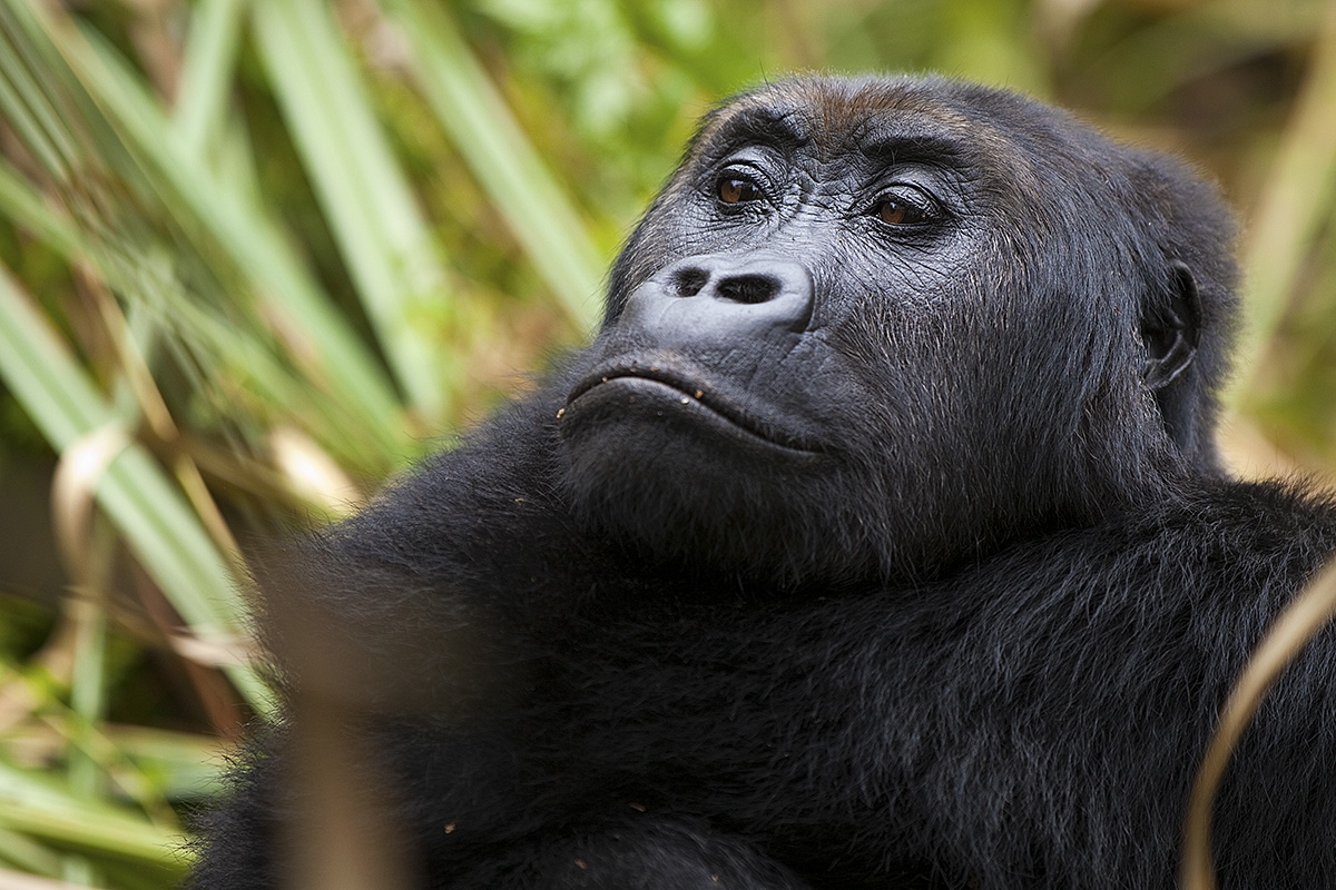 Gorila východní, Gorilla beringei graueri, národní park Kahuzi-Biega, D.R.Kongo